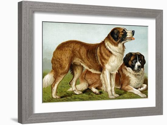 Rough Coated St. Bernards-Vero Shaw-Framed Art Print