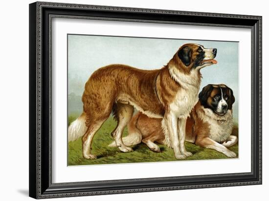 Rough Coated St. Bernards-Vero Shaw-Framed Art Print