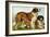 Rough Coated St. Bernards-Vero Shaw-Framed Art Print