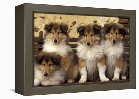 Rough Collie Dogs Four Puppies-null-Framed Premier Image Canvas