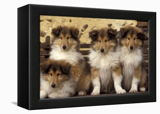 Rough Collie Dogs Four Puppies-null-Framed Premier Image Canvas