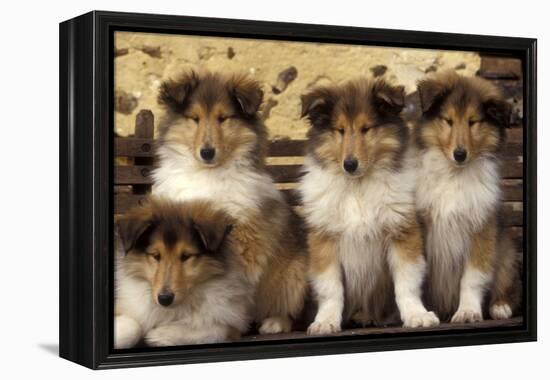 Rough Collie Dogs Four Puppies-null-Framed Premier Image Canvas