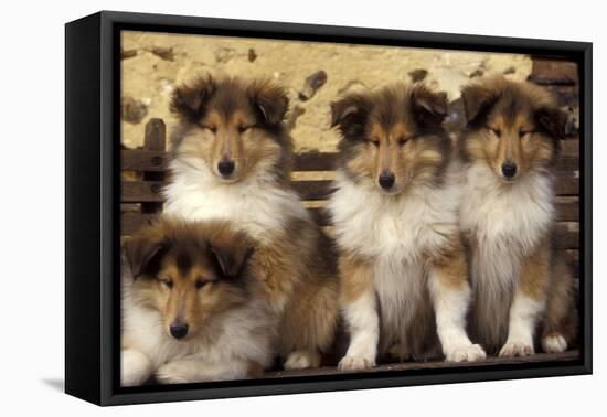 Rough Collie Dogs Four Puppies-null-Framed Premier Image Canvas