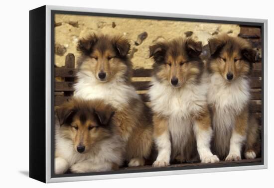 Rough Collie Dogs Four Puppies-null-Framed Premier Image Canvas