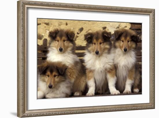 Rough Collie Dogs Four Puppies-null-Framed Photographic Print