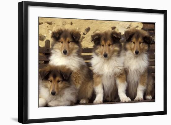 Rough Collie Dogs Four Puppies-null-Framed Photographic Print