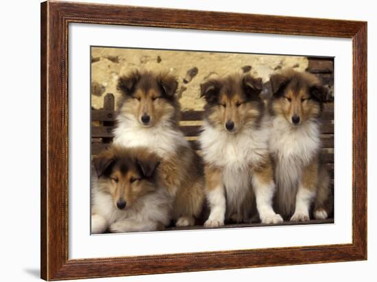 Rough Collie Dogs Four Puppies-null-Framed Photographic Print