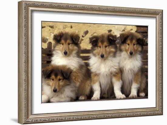 Rough Collie Dogs Four Puppies-null-Framed Photographic Print