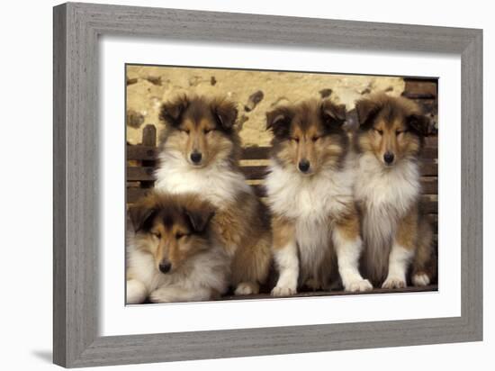 Rough Collie Dogs Four Puppies-null-Framed Photographic Print