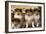 Rough Collie Dogs Four Puppies-null-Framed Photographic Print