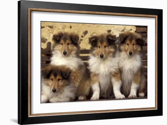 Rough Collie Dogs Four Puppies-null-Framed Photographic Print