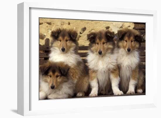 Rough Collie Dogs Four Puppies-null-Framed Photographic Print