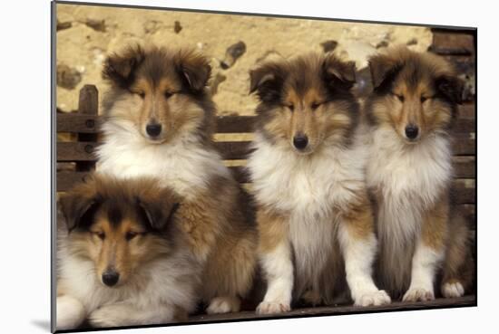 Rough Collie Dogs Four Puppies-null-Mounted Photographic Print