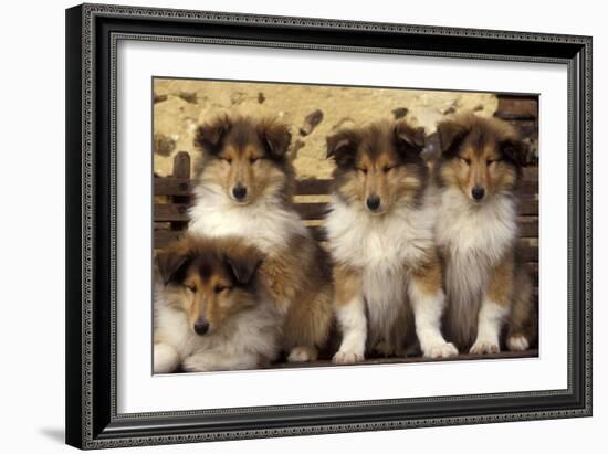 Rough Collie Dogs Four Puppies-null-Framed Photographic Print