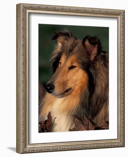 Rough Collie Portrait-Adriano Bacchella-Framed Photographic Print