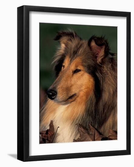 Rough Collie Portrait-Adriano Bacchella-Framed Photographic Print