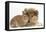 Rough Collie Puppy, 14 Weeks, with Sandy Netherland Dwarf-Cross Rabbit-Mark Taylor-Framed Premier Image Canvas