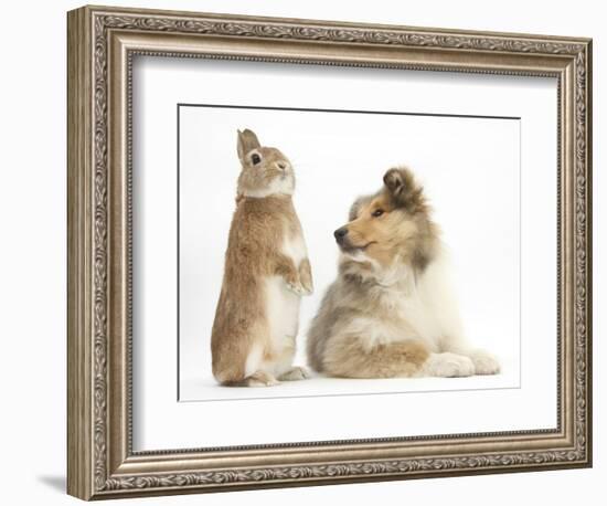 Rough Collie Puppy, 14 Weeks, with Sandy Netherland Dwarf-Cross Rabbit-Mark Taylor-Framed Photographic Print