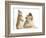 Rough Collie Puppy, 14 Weeks, with Sandy Netherland Dwarf-Cross Rabbit-Mark Taylor-Framed Photographic Print