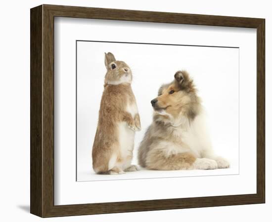 Rough Collie Puppy, 14 Weeks, with Sandy Netherland Dwarf-Cross Rabbit-Mark Taylor-Framed Photographic Print