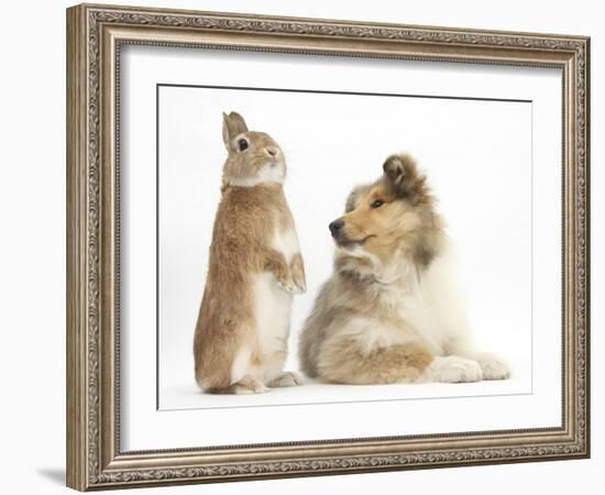 Rough Collie Puppy, 14 Weeks, with Sandy Netherland Dwarf-Cross Rabbit-Mark Taylor-Framed Photographic Print