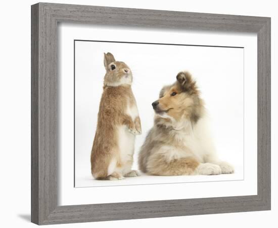 Rough Collie Puppy, 14 Weeks, with Sandy Netherland Dwarf-Cross Rabbit-Mark Taylor-Framed Photographic Print