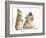 Rough Collie Puppy, 14 Weeks, with Sandy Netherland Dwarf-Cross Rabbit-Mark Taylor-Framed Photographic Print