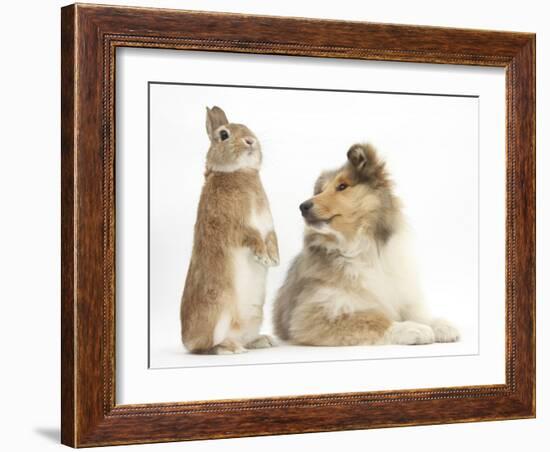 Rough Collie Puppy, 14 Weeks, with Sandy Netherland Dwarf-Cross Rabbit-Mark Taylor-Framed Photographic Print