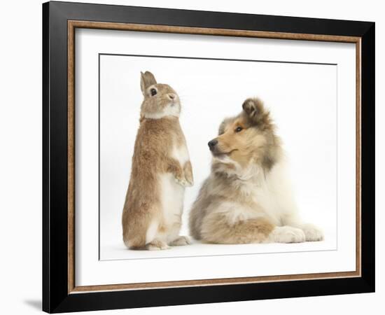 Rough Collie Puppy, 14 Weeks, with Sandy Netherland Dwarf-Cross Rabbit-Mark Taylor-Framed Photographic Print