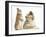 Rough Collie Puppy, 14 Weeks, with Sandy Netherland Dwarf-Cross Rabbit-Mark Taylor-Framed Photographic Print