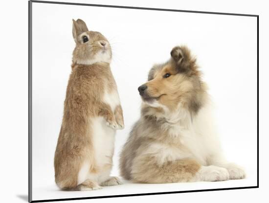 Rough Collie Puppy, 14 Weeks, with Sandy Netherland Dwarf-Cross Rabbit-Mark Taylor-Mounted Photographic Print