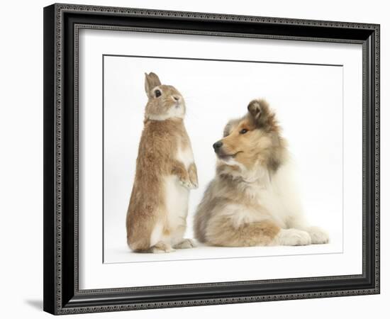 Rough Collie Puppy, 14 Weeks, with Sandy Netherland Dwarf-Cross Rabbit-Mark Taylor-Framed Photographic Print