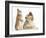 Rough Collie Puppy, 14 Weeks, with Sandy Netherland Dwarf-Cross Rabbit-Mark Taylor-Framed Photographic Print