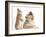 Rough Collie Puppy, 14 Weeks, with Sandy Netherland Dwarf-Cross Rabbit-Mark Taylor-Framed Photographic Print