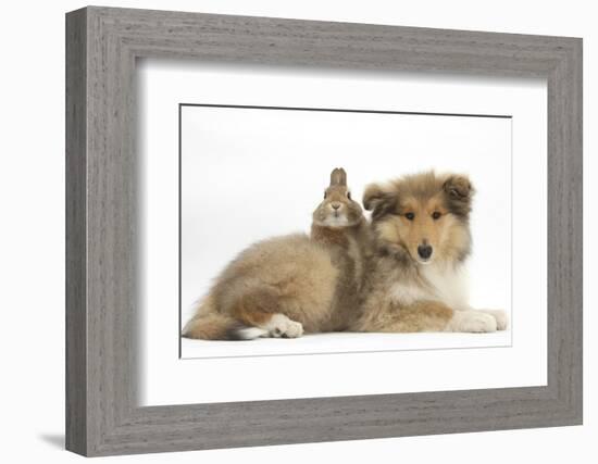 Rough Collie Puppy, 14 Weeks, with Sandy Netherland Dwarf-Cross Rabbit-Mark Taylor-Framed Photographic Print