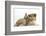 Rough Collie Puppy, 14 Weeks, with Sandy Netherland Dwarf-Cross Rabbit-Mark Taylor-Framed Photographic Print