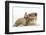 Rough Collie Puppy, 14 Weeks, with Sandy Netherland Dwarf-Cross Rabbit-Mark Taylor-Framed Photographic Print