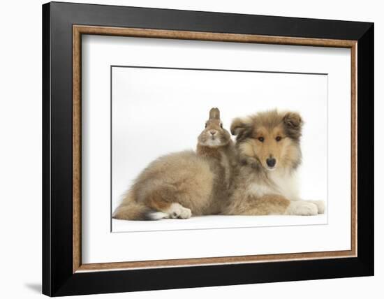 Rough Collie Puppy, 14 Weeks, with Sandy Netherland Dwarf-Cross Rabbit-Mark Taylor-Framed Photographic Print