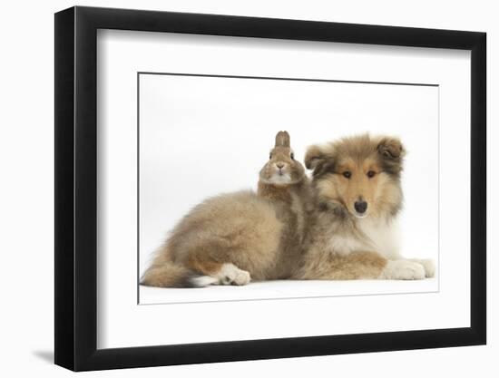 Rough Collie Puppy, 14 Weeks, with Sandy Netherland Dwarf-Cross Rabbit-Mark Taylor-Framed Photographic Print