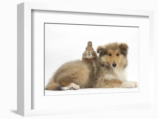 Rough Collie Puppy, 14 Weeks, with Sandy Netherland Dwarf-Cross Rabbit-Mark Taylor-Framed Photographic Print