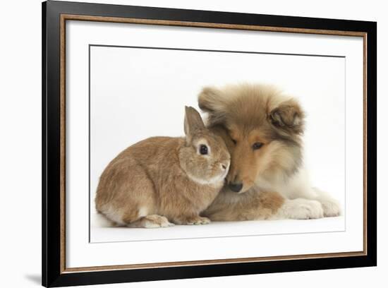 Rough Collie Puppy, 14 Weeks, with Sandy Netherland Dwarf-Cross Rabbit-Mark Taylor-Framed Photographic Print