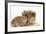 Rough Collie Puppy, 14 Weeks, with Sandy Netherland Dwarf-Cross Rabbit-Mark Taylor-Framed Photographic Print