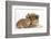 Rough Collie Puppy, 14 Weeks, with Sandy Netherland Dwarf-Cross Rabbit-Mark Taylor-Framed Photographic Print