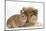 Rough Collie Puppy, 14 Weeks, with Sandy Netherland Dwarf-Cross Rabbit-Mark Taylor-Mounted Photographic Print