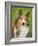 Rough Collie-Jim Engelbrecht-Framed Photographic Print