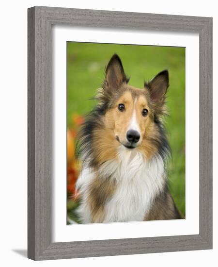 Rough Collie-Jim Engelbrecht-Framed Photographic Print