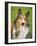 Rough Collie-Jim Engelbrecht-Framed Photographic Print