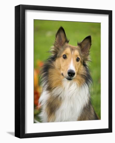 Rough Collie-Jim Engelbrecht-Framed Photographic Print