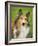 Rough Collie-Jim Engelbrecht-Framed Photographic Print