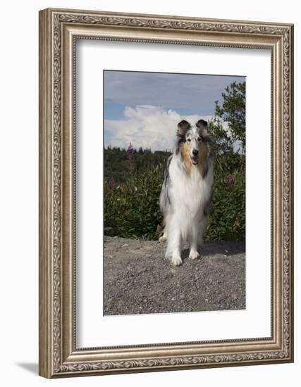 Rough Collie-Lynn M^ Stone-Framed Photographic Print